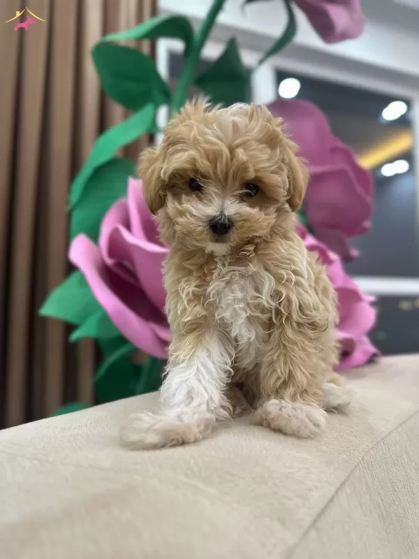 Orjinal Kore Maltipoo