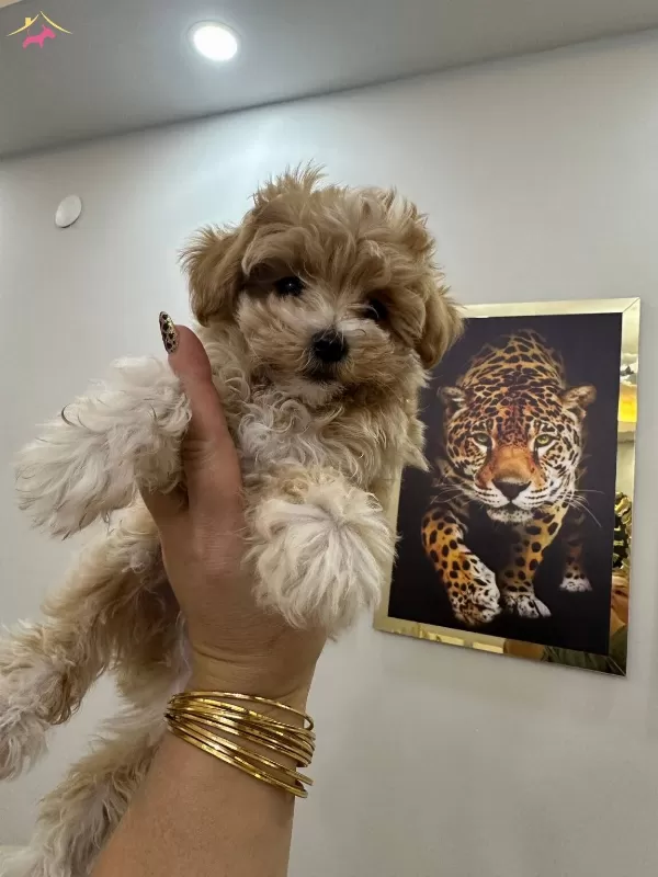 Orjinal Kore Maltipoo