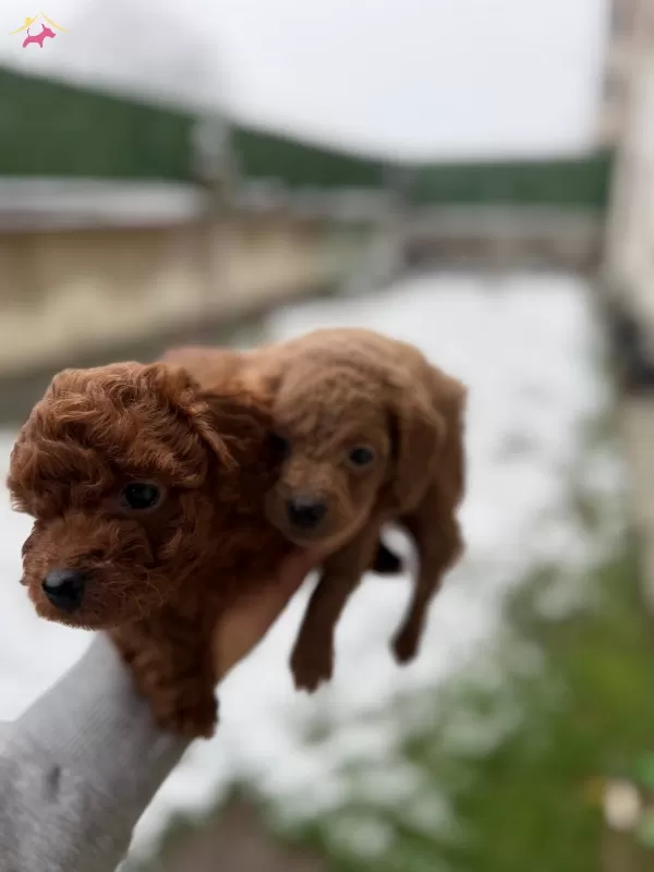 Kusursuz Toy Poodle Yavrularımız Yeni Yuvalarını Arıyorlar