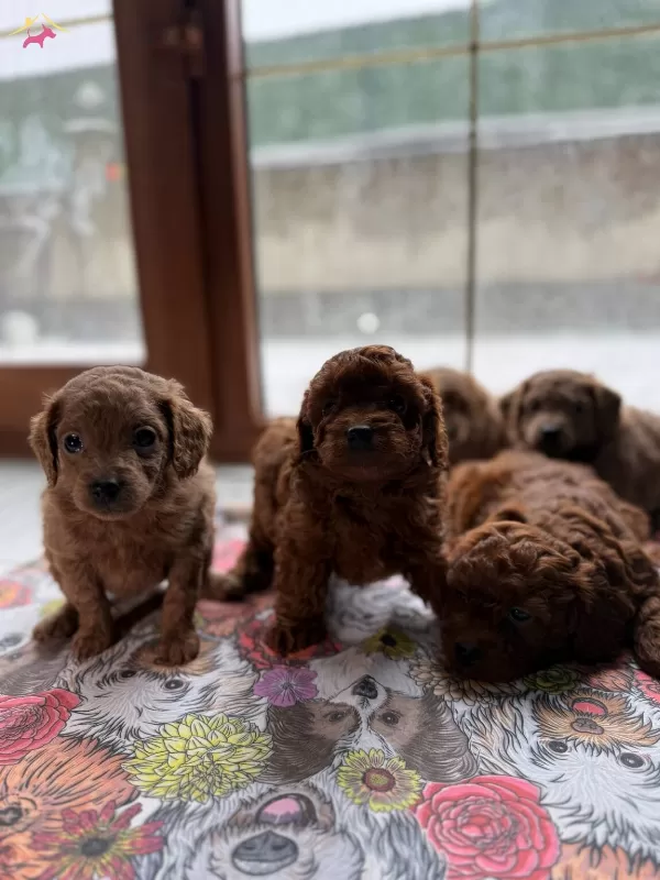 Kusursuz Toy Poodle Yavrularımız Yeni Yuvalarını Arıyorlar