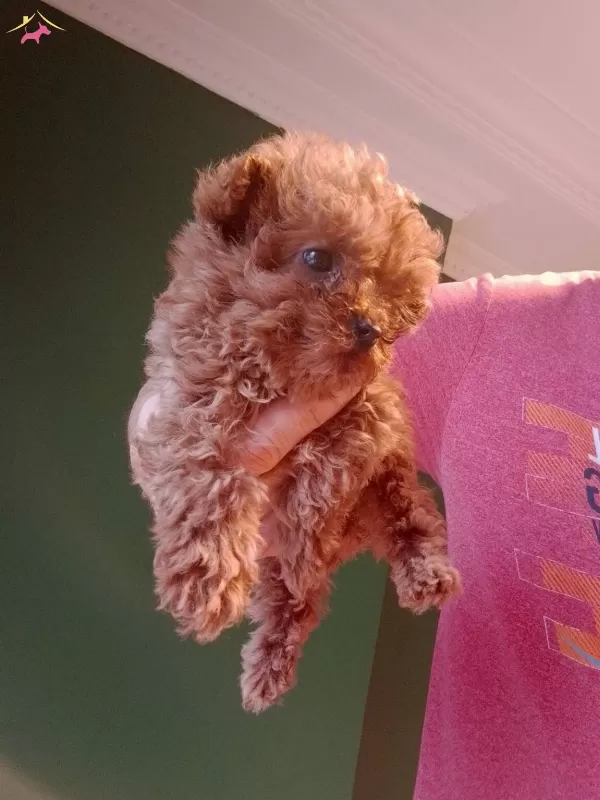 Mini Teacup Poodle Yavrumuz