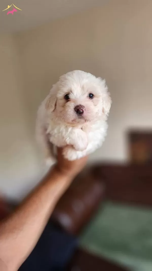 Kar Beyaz Maltese Terrier
