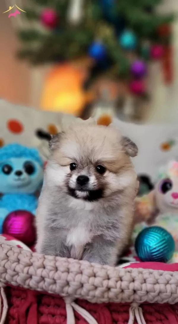 Mukemmel Kalite Secerelitedybear Pomeranian Yavrularımız