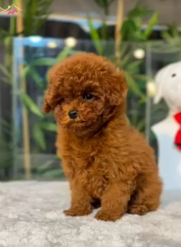 Toy Poodle Sevimli Yavrular