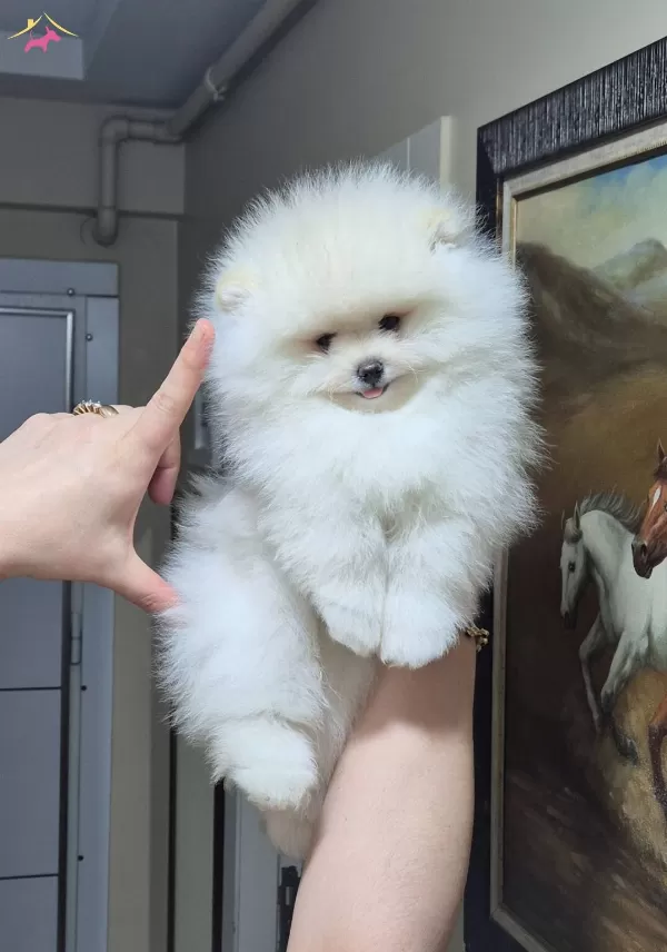 Ust Kalite Gülen Yüz Orijinal Irk Pomeranian Boo