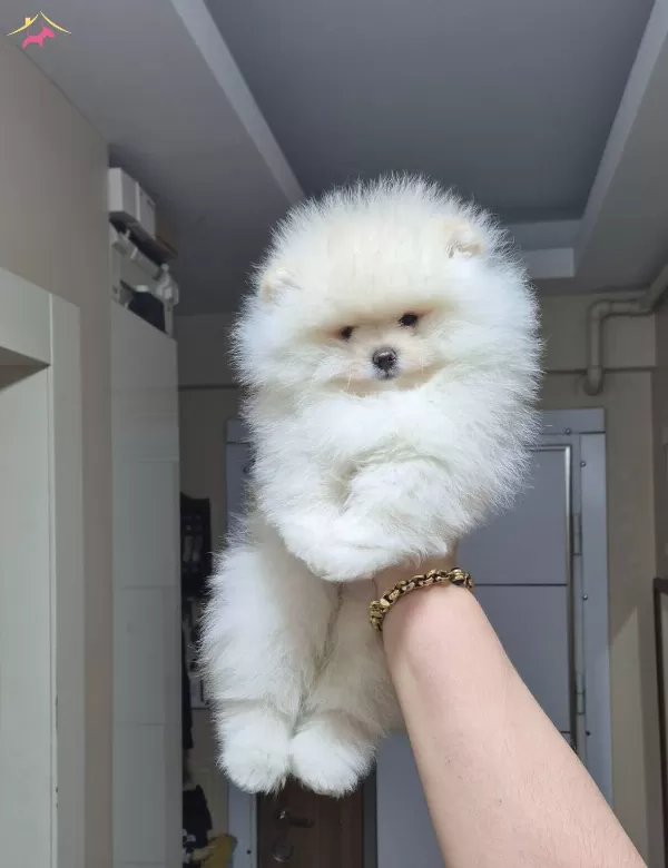 Ust Kalite Gülen Yüz Orijinal Irk Pomeranian Boo