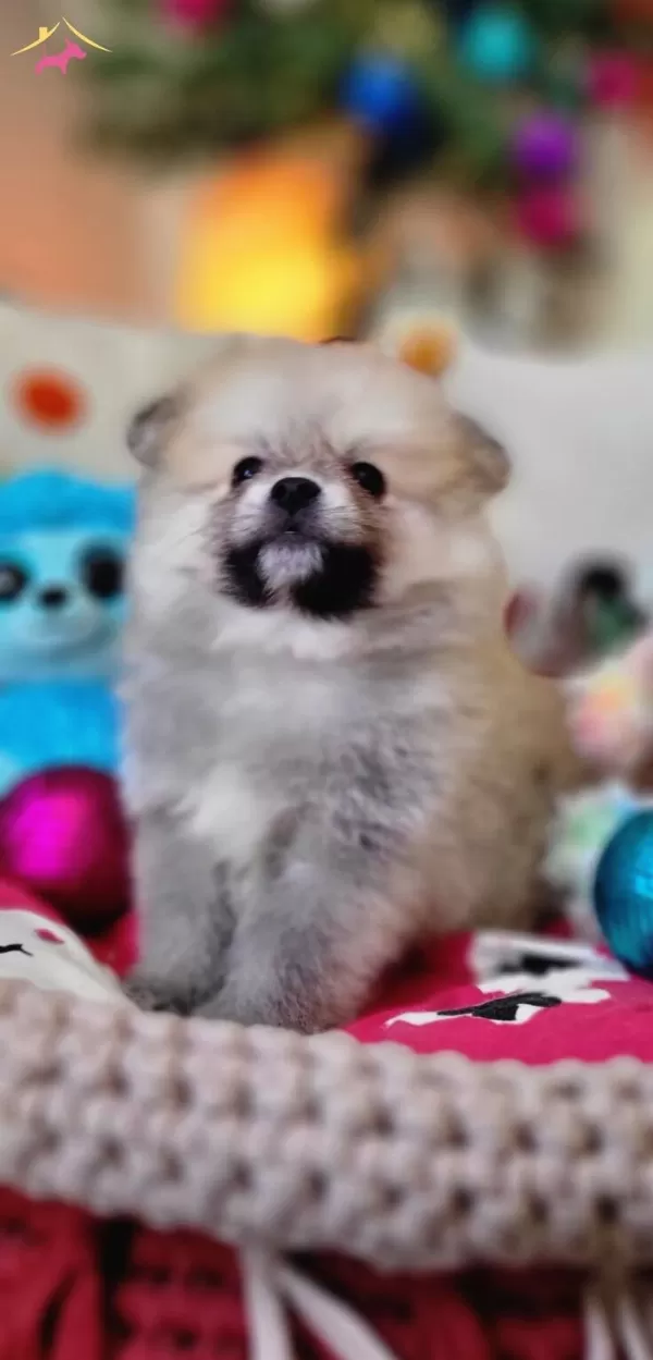 Teacup Tedybear Pomeranian Yavrularımız