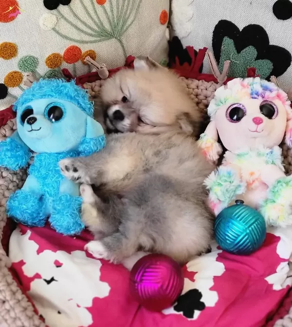 Teacup Tedybear Pomeranian Yavrularımız