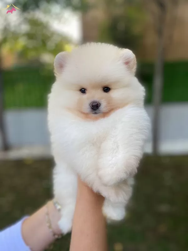 Ukrayna Girisli Pomeranian Boo Yavrularımız