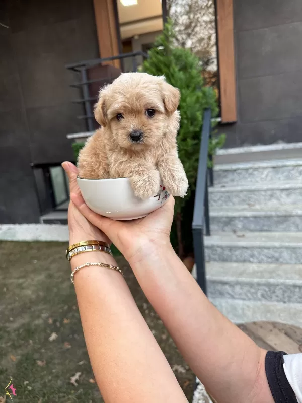Maltipoo Yavrularımız