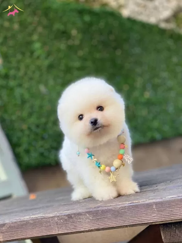 Ayıcık Surat Pomeranian Boo Yavrular
