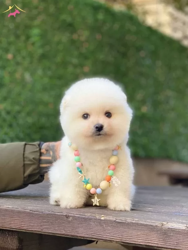 Ayıcık Surat Pomeranian Boo Yavrular