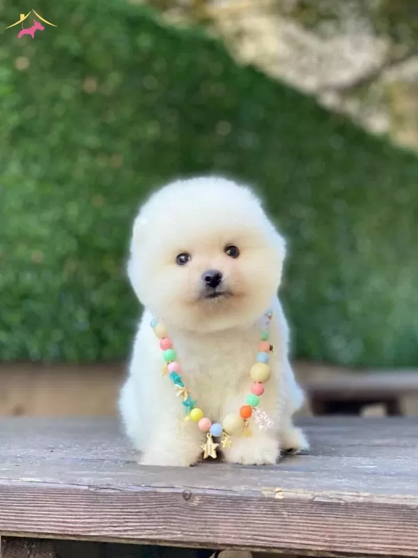 Ayıcık Surat Pomeranian Boo Yavrular