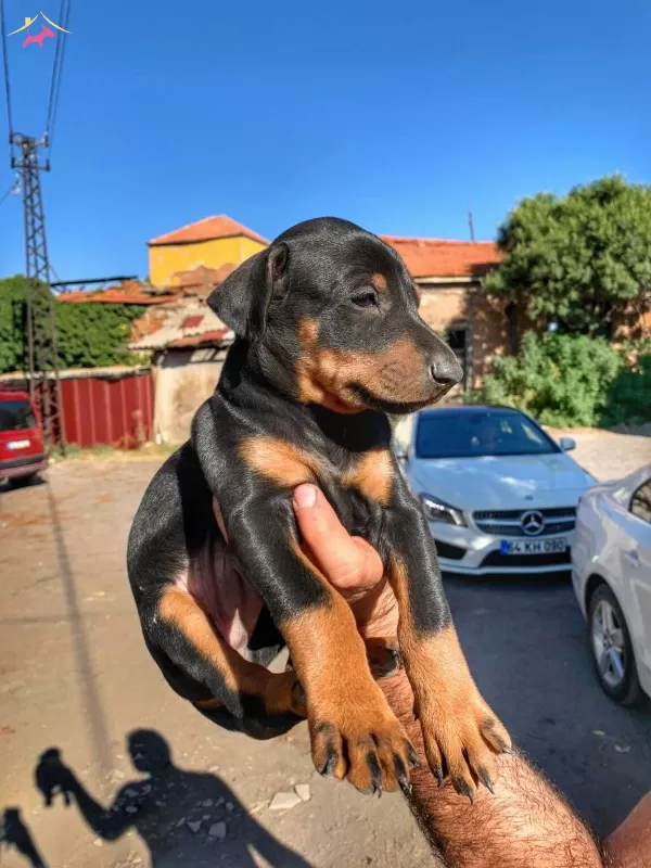 Sampiyon Soydan Doberman Yavrular