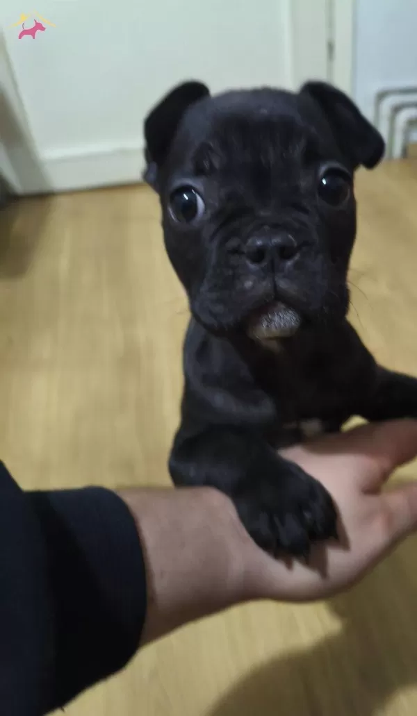 Masum Sevecen Oyuncu French Bulldog