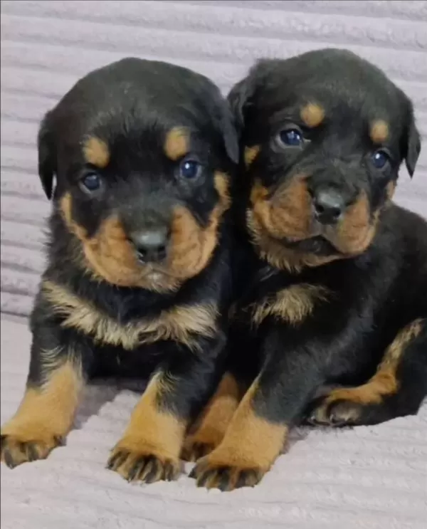A Plus Kalite Macar Kafa Rotweiller Bebekler