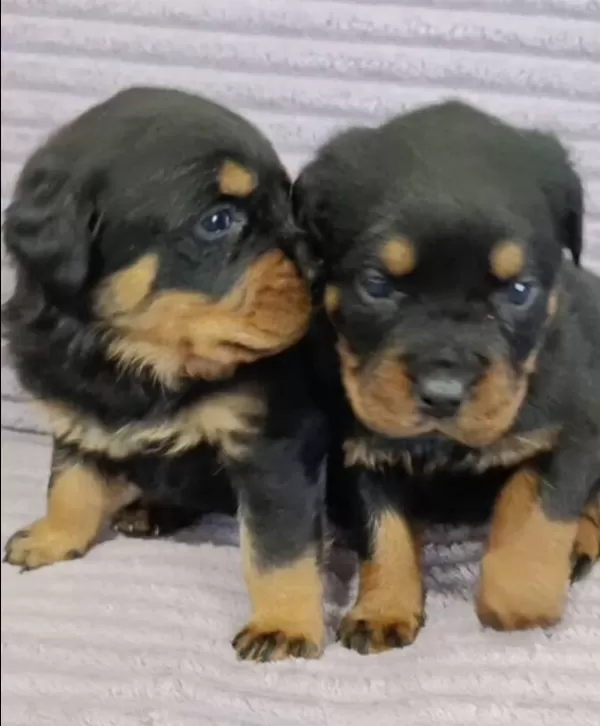 A Plus Kalite Macar Kafa Rotweiller Bebekler