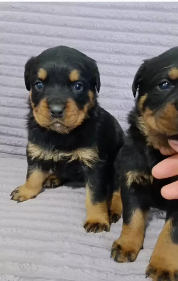A Plus Kalite Macar Kafa Rotweiller Bebekler