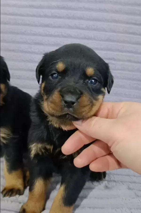 A Plus Kalite Macar Kafa Rotweiller Bebekler