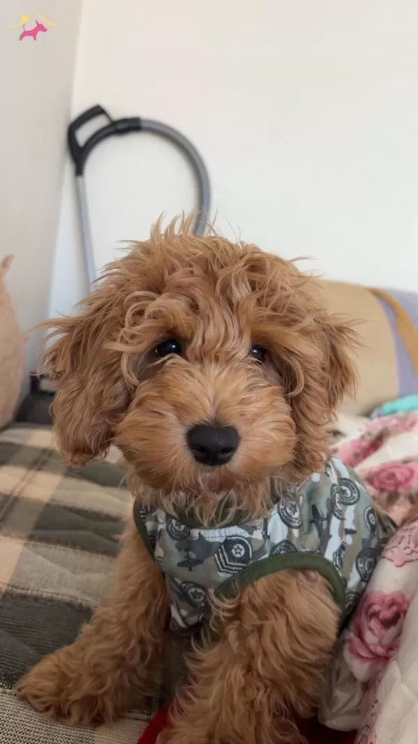 5 Aylık Premium Maltipoo
