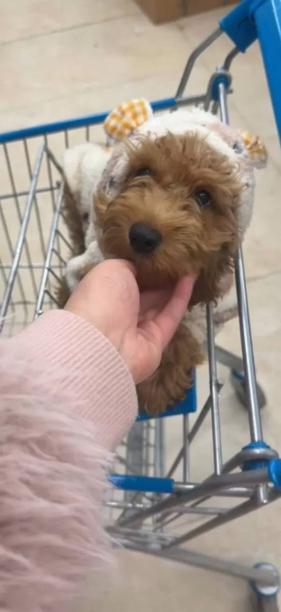5 Aylık Premium Maltipoo