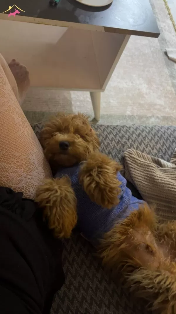 5 Aylık Premium Maltipoo