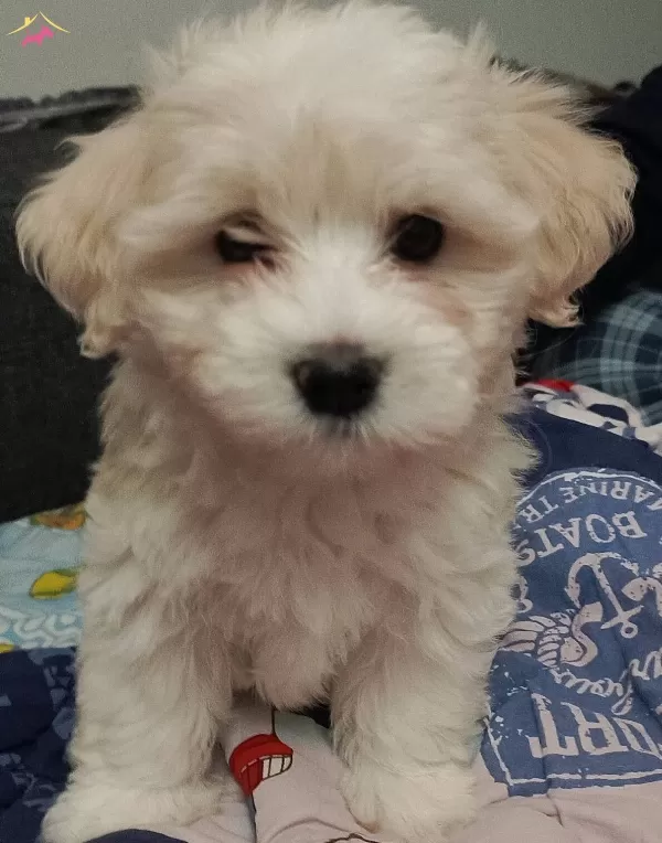 Maltese Terrier Yavrum 3 Aylık