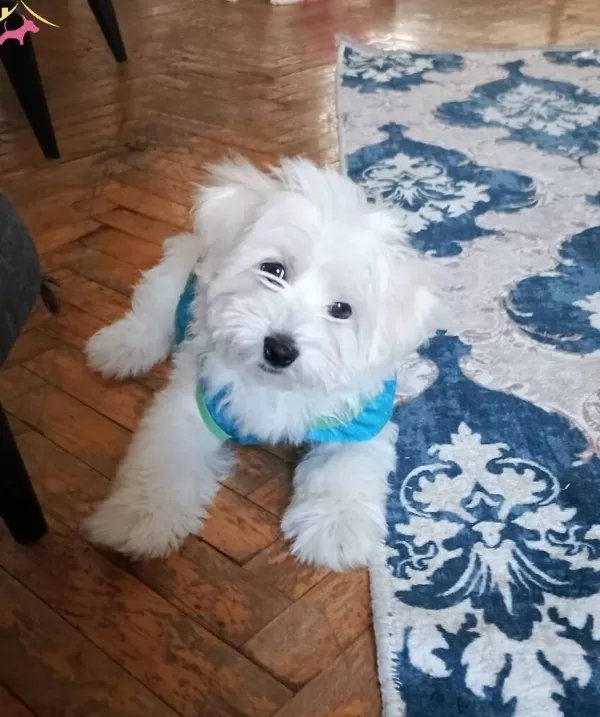 Maltese Terrier Yavrum 3 Aylık