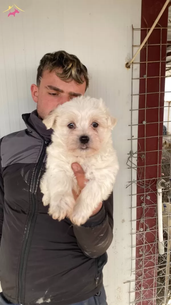 Bembeyaz Maltese Terrier Yavrularımiz