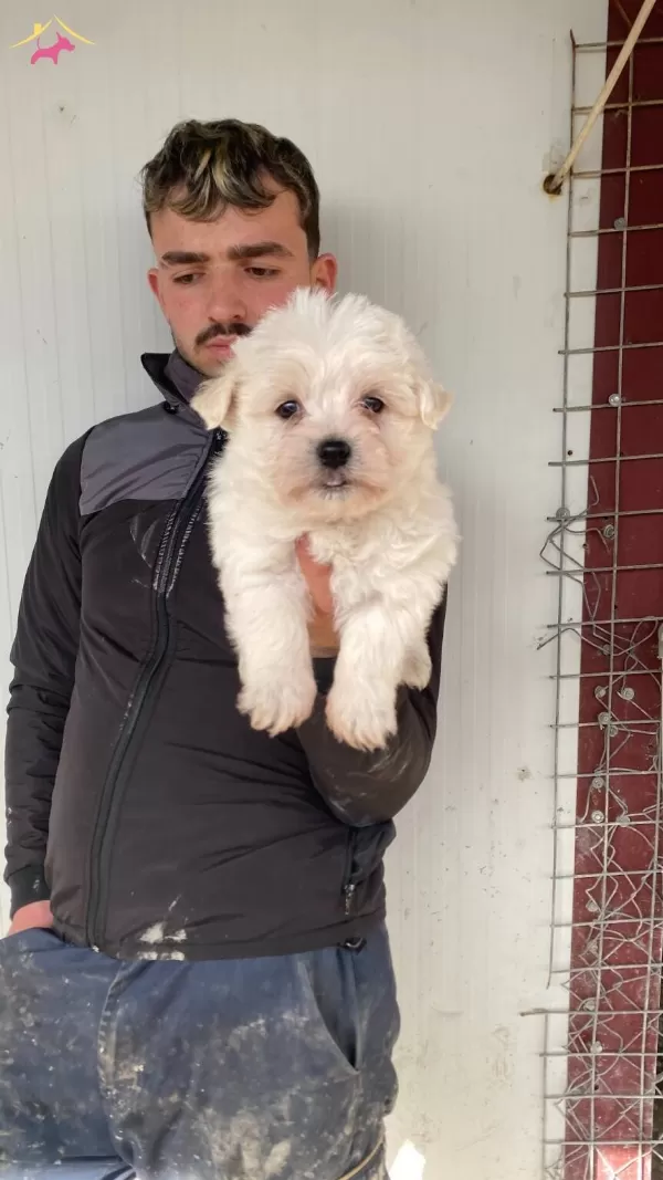 Bembeyaz Maltese Terrier Yavrularımiz