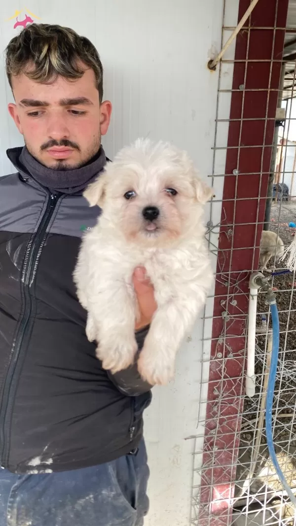 Bembeyaz Maltese Terrier Yavrularımiz