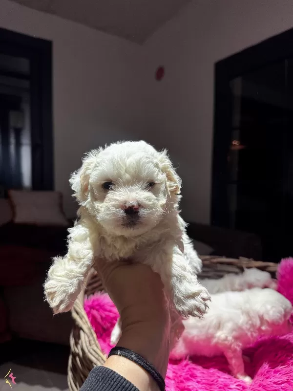 Karma Asılı Tuvalet Eğitimli