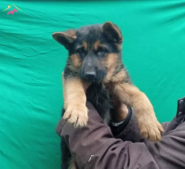 Dusuk Bel Alman Coban Kopegi 76 Gunluk Son Disi Yavrumuz