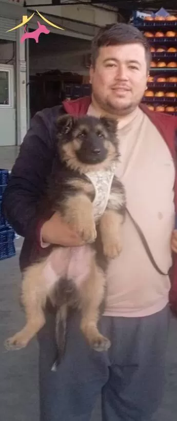 Dusuk Bel Alman Coban Kopegi 76 Gunluk Son Disi Yavrumuz