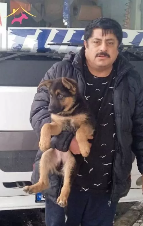 Dusuk Bel Alman Coban Kopegi 76 Gunluk Son Disi Yavrumuz