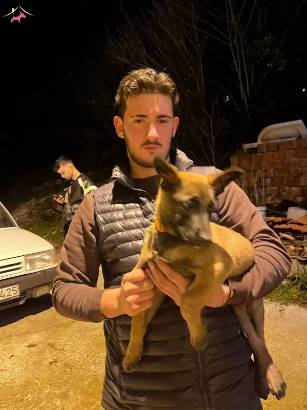 3 Aylık Belcika Kurdu