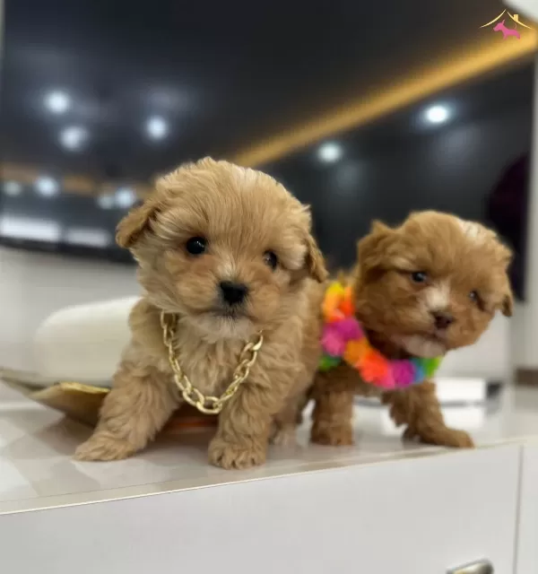 Stil İkonu Mini Boy Maltipoo