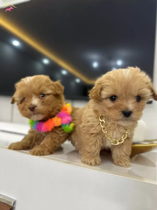 Stil İkonu Mini Boy Maltipoo