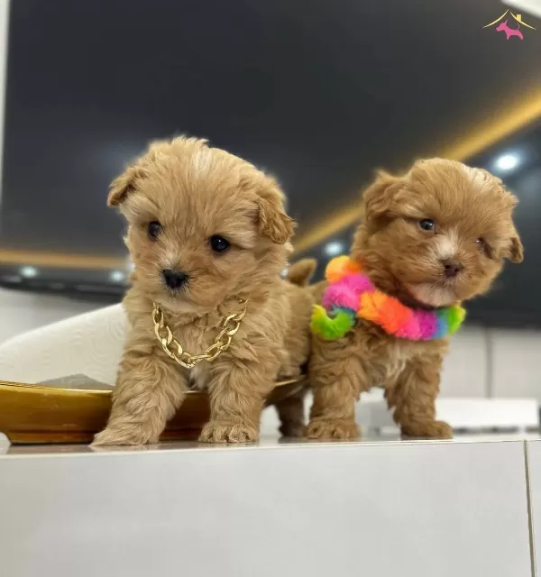 Stil İkonu Mini Boy Maltipoo