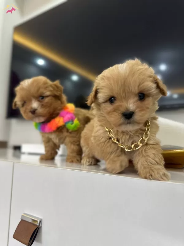 Stil İkonu Mini Boy Maltipoo