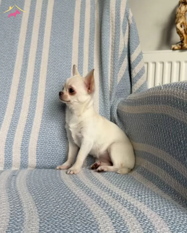 Ukrayna Kan Micro Teacup Disiler Mukemmel Anatomi