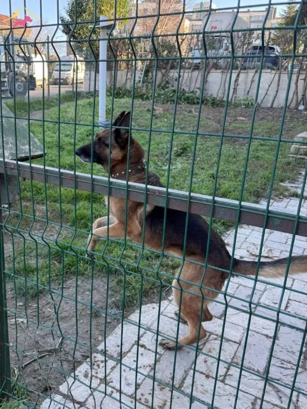 Guclu Formda Disi K9
