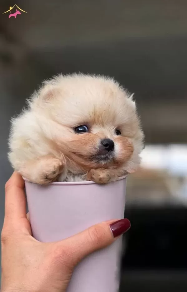 Teacup Irk Garantili Ayı Surat Bebek