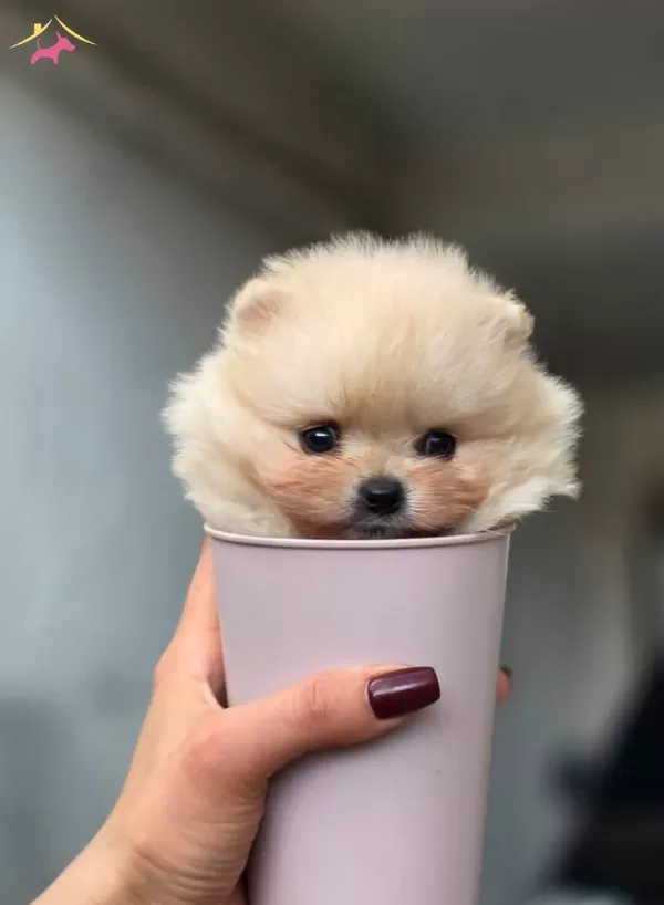 Teacup Irk Garantili Ayı Surat Bebek