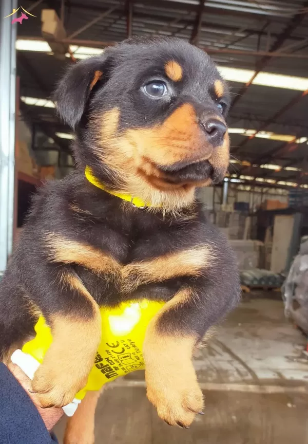 Antalya Da Safkan Disi Rottweiler Yavrusu