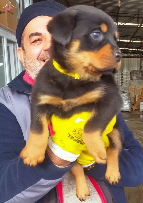 Antalya Da Safkan Disi Rottweiler Yavrusu