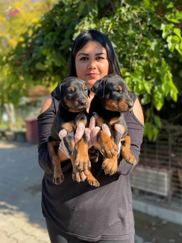 Maskeli King Doberman Yavrularım