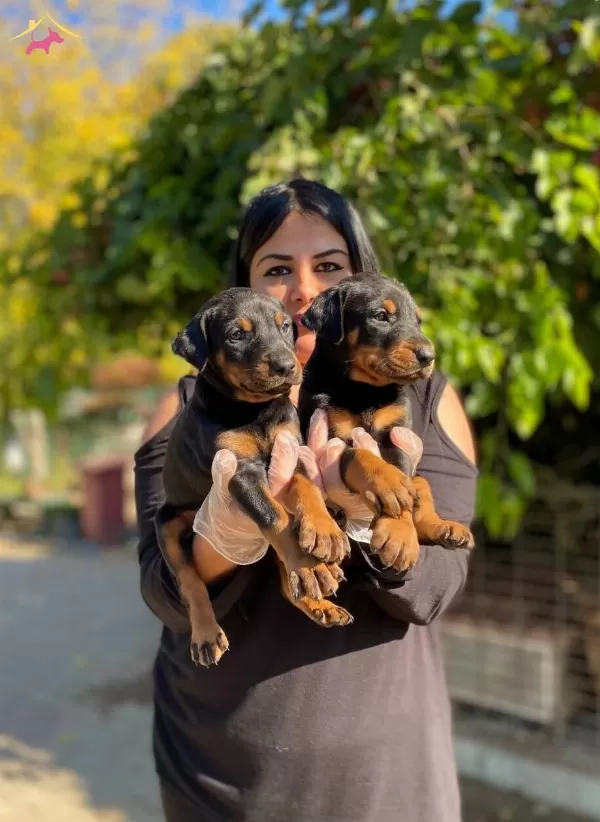 Maskeli King Doberman Yavrularım