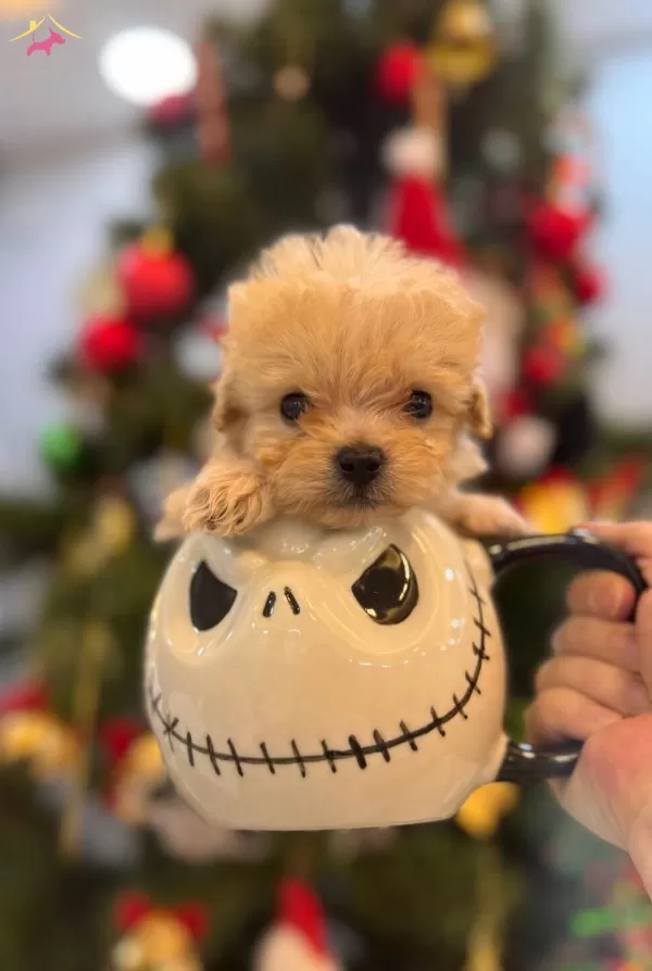 Fincan Maltipoo Bebekler