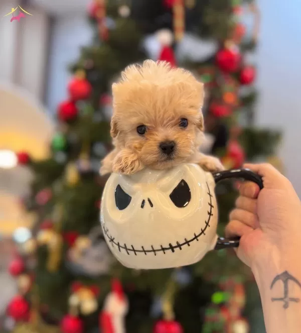 Fincan Maltipoo Bebekler